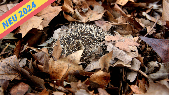 Ein Igel liegt eingerollt in Laub und hält Winterschlaf