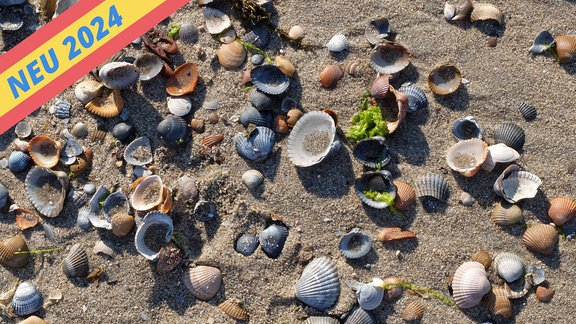 Muschelschalen am Strand.