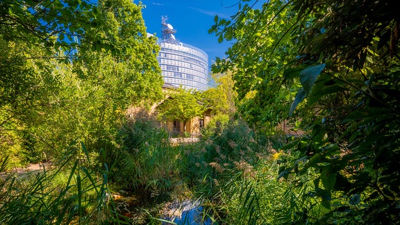 Das Hochhaus der MDR-Zentrale ist zwischen grünen Bäumen zu sehen.