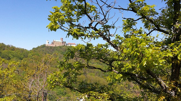 Die Wartburg von Eisenach vom Wegrand fotografiert