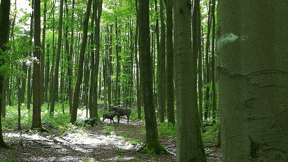 Zwei Hirsche auf einer Waldlichtung