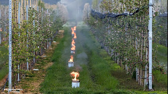 Um die Blüten auf den Versuchsflächen in #Pillnitzan den rund 2.000 Apfelbäumen vor den angekündigten Spätfrösten zu schützen, werden zwischen den Baumreihen Frostschutzkerzen angezündet..