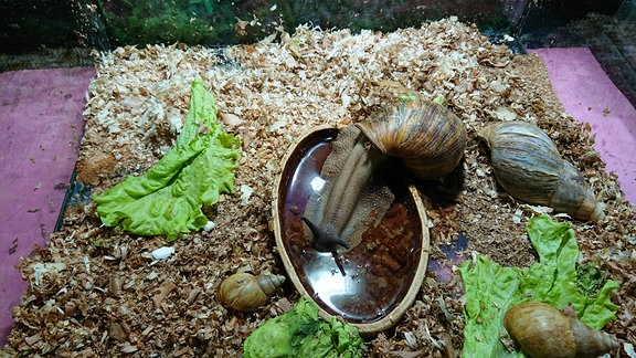 Große Achatschnecke trinkt Wasser aus einem Napf in einem Terrarium