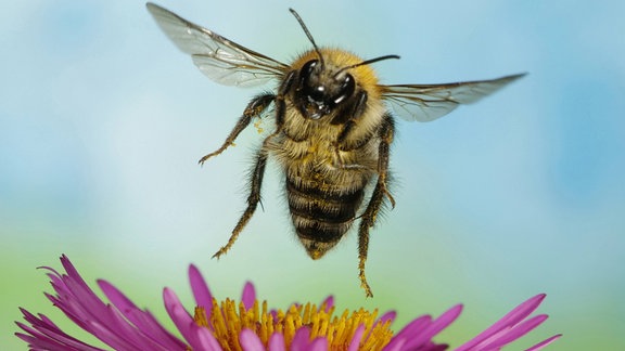 Ackerhummel setzt sich auf eine Blüte