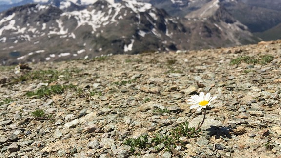 Alpenmargerite mit Blick vom Piz la Stretta zum Piz Palü Schweiz/Italien.