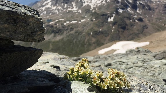 Gefurchter Steinbrech und Blick vom Piz la Stretta zum Piz Palü Schweiz/Italien.