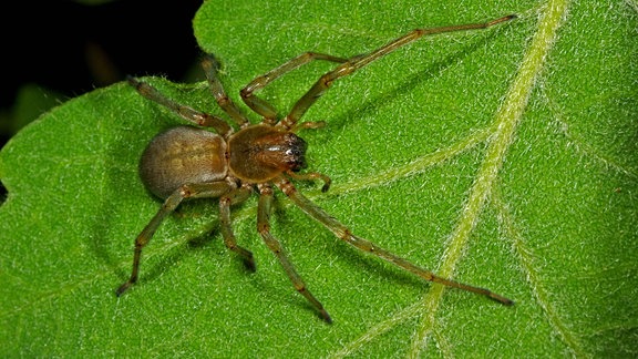 Mildes Dornfinger Cheiracanthium mildei, sitzt auf einem Blatt