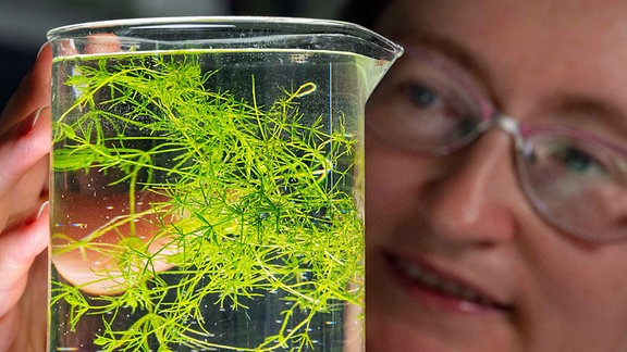 Dr. Lydia Gramzow von der Universität Jena präsentiert Armleuchteralgen in einem Glasgefäß