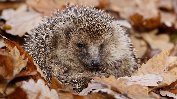 Ein Igel in einem Laubhaufen.