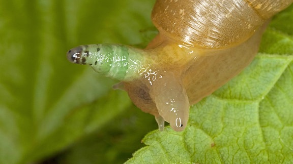 gemeine bernsteinschnecke, verdickter fühler zeigt befall durch saugwurm