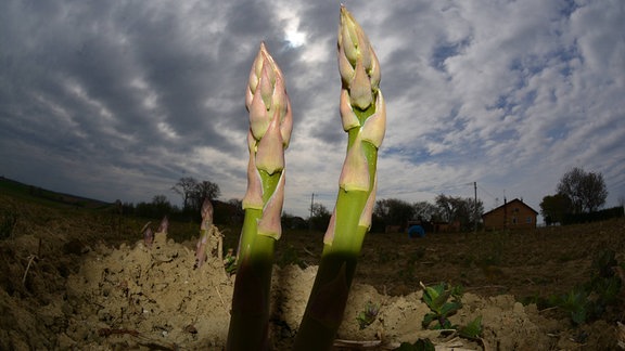 Grüner Spargel nach der Ernte