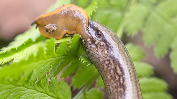 Blindschleiche frisst Schnecke