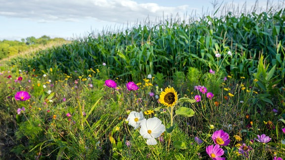 Blühstreifen vor einem Maisfeld