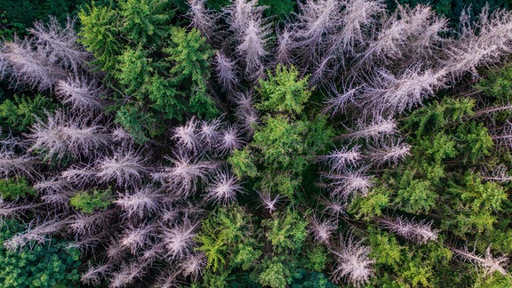 Vogelperspektive/Drohnenansicht: Nadelwald von oben, einige abgestorbene Bäume zwischen grünen Bäumen, Perspektive erzeugt Dynamik, direkte Draufsicht auf Bäume in Mitte, Bäume drum herum wirken schräg gestellt