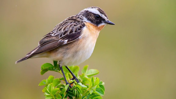 Braunkehlchen (Saxicola rubetra) Männchen