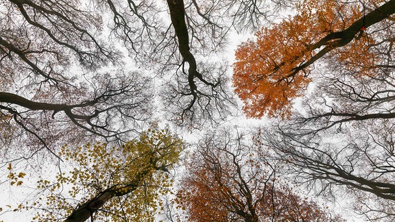 Herbstlich gefärbte Buchen im Nebel