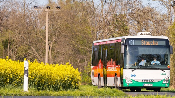 Linienbus auf Landstraße neben Rapsfeld, geht um Kurve, noch kahle Bäume im Hintergrund