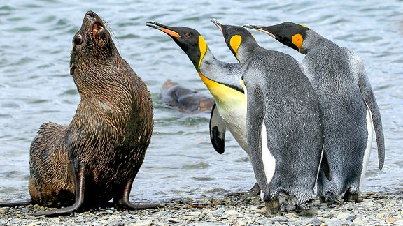 Drei Königspinguine belästigen eine Robbe auf Südgeorgien. Das Bild ist einer der Finalisten für den "Comedy Wildlife Photography Award 2018".