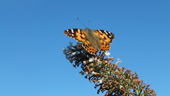 Nahaufnahme eines orangefarbenen Distelfalters (Vanessa cardui)