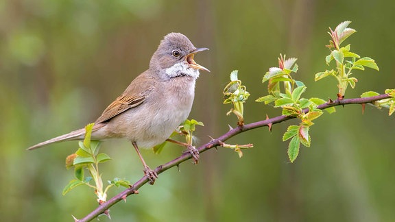 Singendes Männchen der Gattung Dorngrasmücke (Sylvia communis) auf einer Brombeerrute