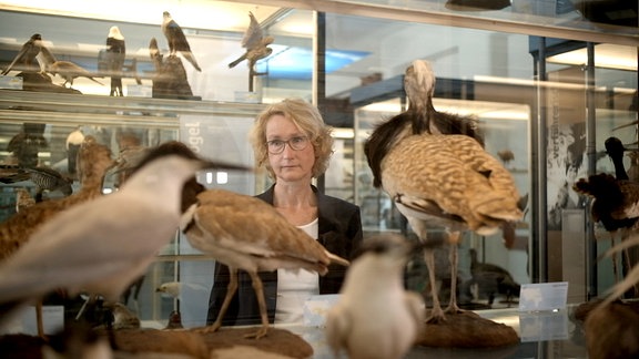 Blick durch eine Vitrine mit Vielzahl unterschiedlicher präparierter Vögel auf Frau mit kinnlangem blondem gewellten Haar und Brille, die Vögel betrachtet – Vögel im Vordergrund unscharf