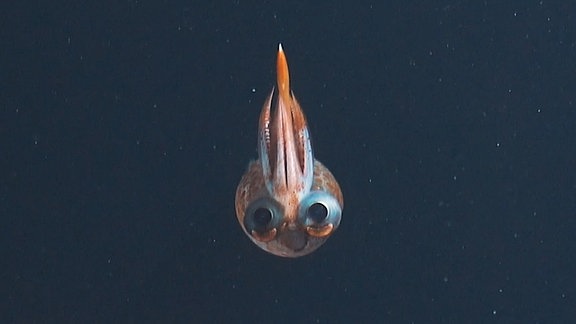 Kleiner Kalmar-Tintenfisch mit großen runden Augen, kurzen Tentakeln auf dem Kopf und einer Art Lächeln. Blick in Kamera. Ringsherum Wasser.