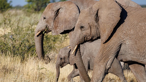 Elefanten im Etosha Nationalpark