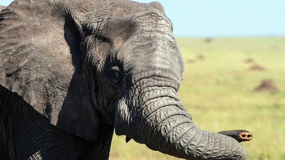 Elefant ihne Stoßzahn