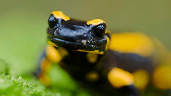 Feuersalamander (Salamandra salamandra)