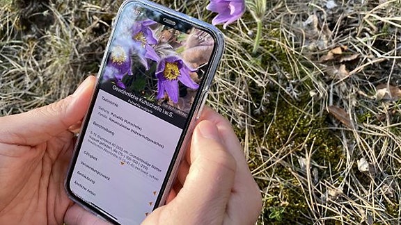 Die App Flora Incognita kann unbekannte Pflanzen bestimmen. Mithilfe der Standortdaten der erfassten Pflanzenarten entstehen außerdem wertvolle Datensätze