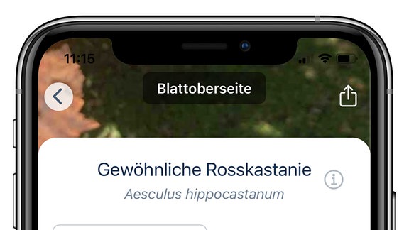 Screenshot der App Flora Incognita mit Smartphone-Rahmen: App zeigt Erkennung der gewöhnlichen Rosskastanie, Ort Borna und Zeitpunkt, Notiz "Braune Blätter Mitte Juli" und das Schlagwort Kastaniendetektive.