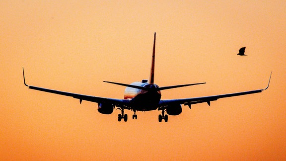 Flugzeug und Vogel im Sonnenuntergangslicht