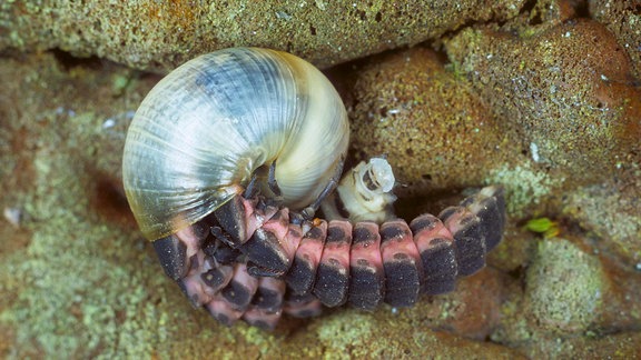 Glühwürmchen-Larve frisst Schnecke