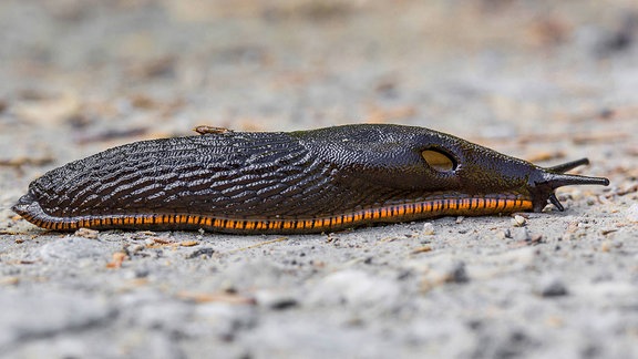 Große Schwarze Wegschnecke