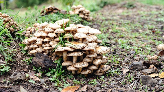 Honigpilze; Hallimasch; wachsen am Waldboden.