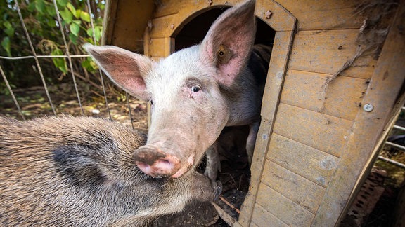 Wildschwein Rose (4 Monate) und Hausschwein Babette (5 Monate) zusammen an der Hundehütte 