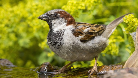 Hausspatz Männchen (Passer domesticus)