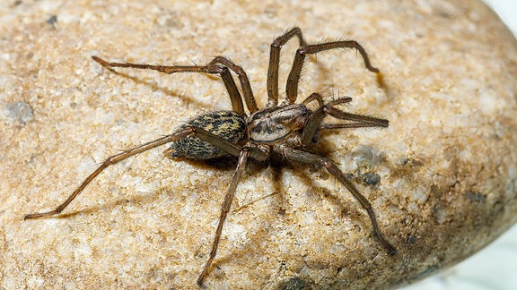 Hauswinkelspinne (Tegenaria Domestica)