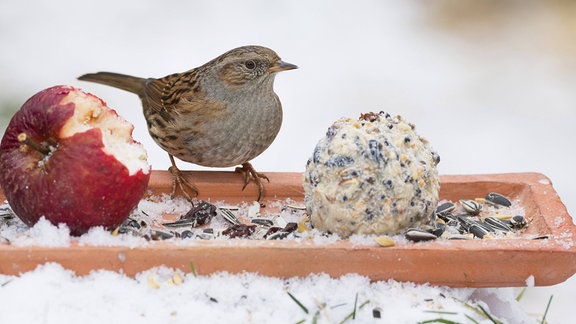 Hecken-Braunelle (Prunella modularis), frisst selbstgemachtes Vogelfutter