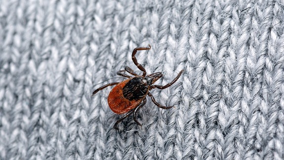 Gemeiner Holzbock Ixodes ricinus auf Wollgewebe