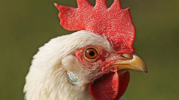 Leghorn-Huhn (Gallus domesticus)