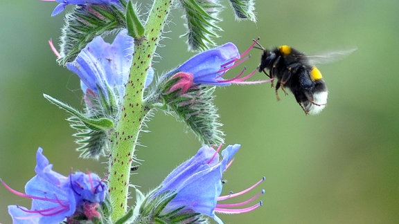 Hummel an blauer Blüte