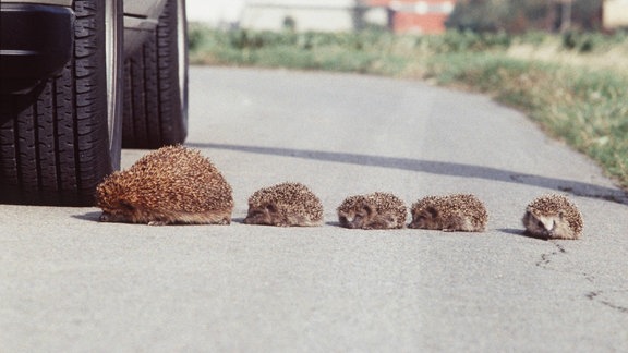 Igel auf einer Straße