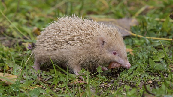 Igel frisst eine Schnecke