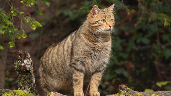 Eine Wildkatze steht auf einem bemoosten Baumstamm