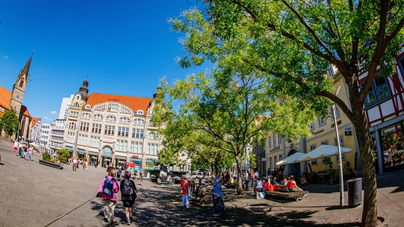 Japanische Schnurbaum am Anger in Erfurt