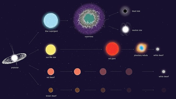 Das Schema zeigt die Lebenszyklen verschiedener Sterntypen. Sehr große Sterne explodieren in einer Supernova und werden dann zu schwarzen Löchern oder Neutronensternen. Sonnenähnliche Sterne werden orangene Riesen, werfen dann einen Teil ihrer Hülle ab und werden schließlich zu weißen Zwergen. Rote Zwerge verwandeln sich nach einer sehr langen Lebenszeit in weiße Zwerge. Und braune Zwerge verlieren irgendwann hegliche Aktivität.