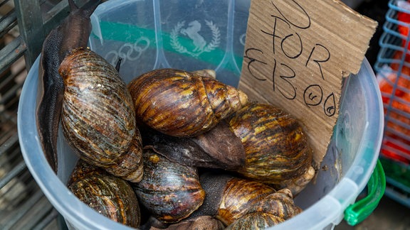 Achatina Fulica im Straßenverkauf