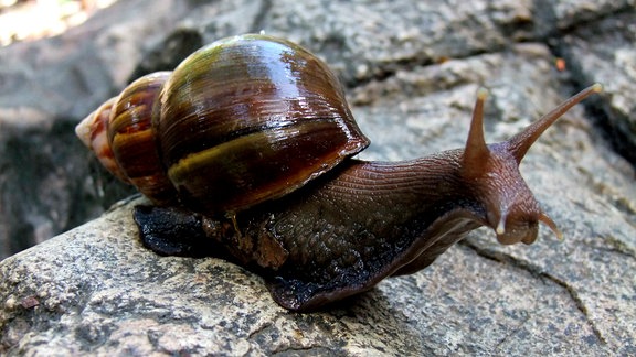 Afrikanische Riesenschnecke