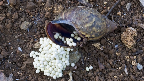 Achatina Fulica auf den Philippinen